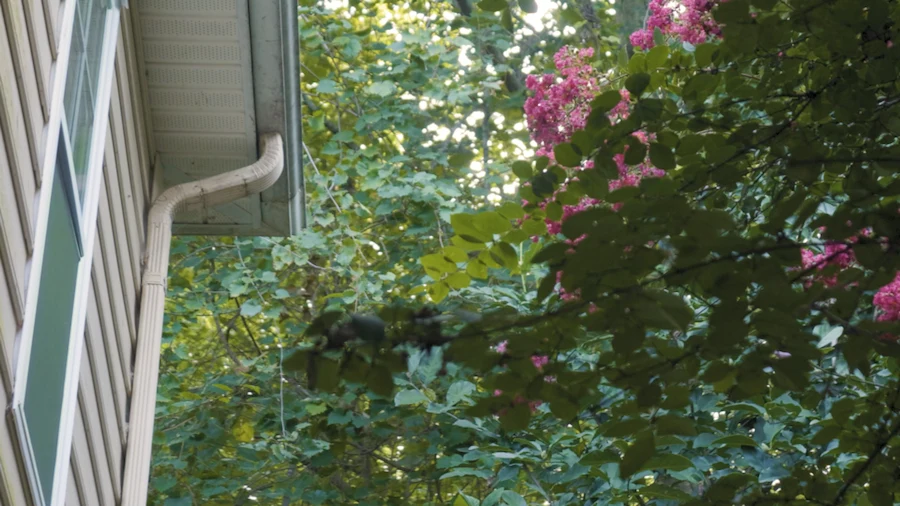 Postcard Video #4 - flowering tree at 5877 Echingham Drive